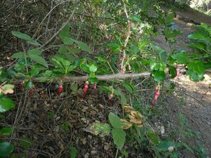 Ribes speciosum Plant